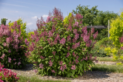 SYRINGA X PINKTINI #5 FE