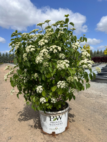 VIBUR DEN BLUE MUFFIN #10PW