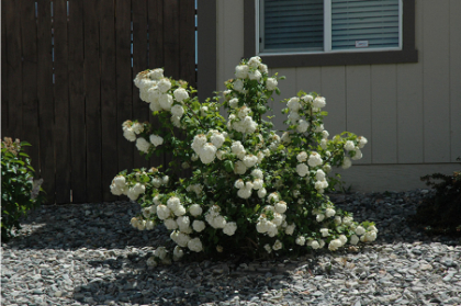 VIBUR OPU COMMON SNOWBALL #5