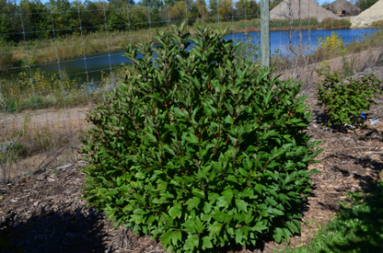 VIBUR TRI COMPACT AMERICAN #5