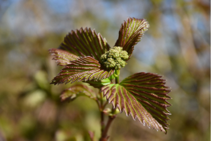VIBURNUM TRI REDWING #10