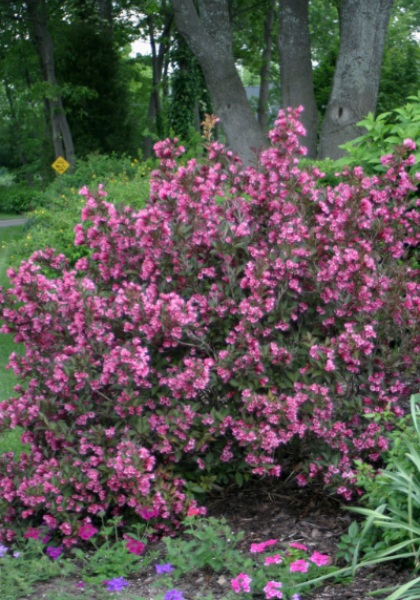 WEIGELA FLO WINE & ROSES #2 PW