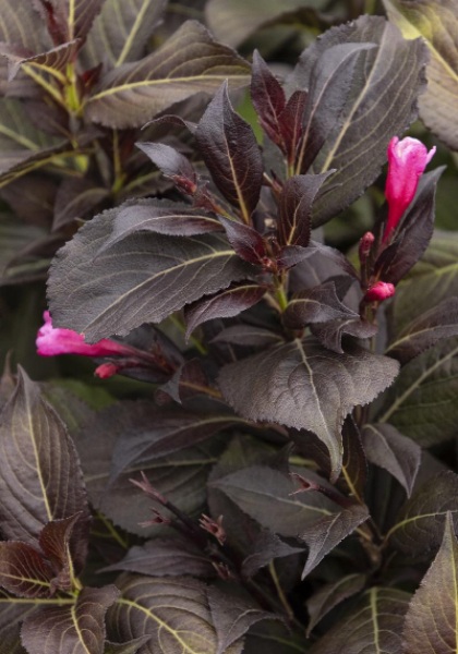 WEIGELA FLO COCO CHILL #2 MON