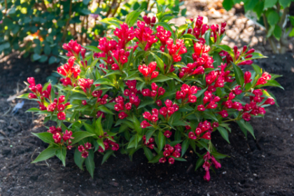 WEIGELA CRIMSON KISSES #2 MON