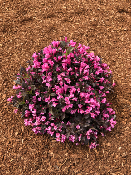 WEIGELA STUNNER #2 BE 1.10