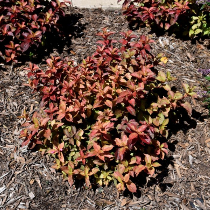 WEIGELA FLO MIDNIGHT SUN #2 PW