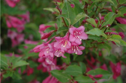 WEIGELA FLO MINUET #2