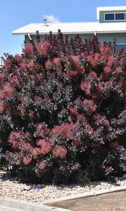 COTINUS COG LILLA #2