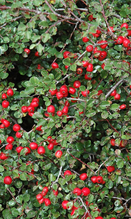 COTONEASTER API CRANBERRY #2