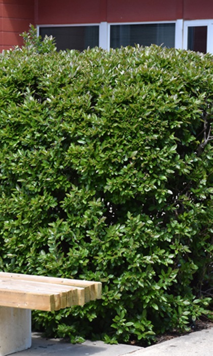 COTONEASTER LUCIDUS HEDGE #2