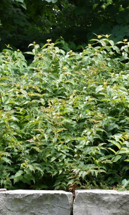 DIERVILLA LON DWF BUSH HONEY #5