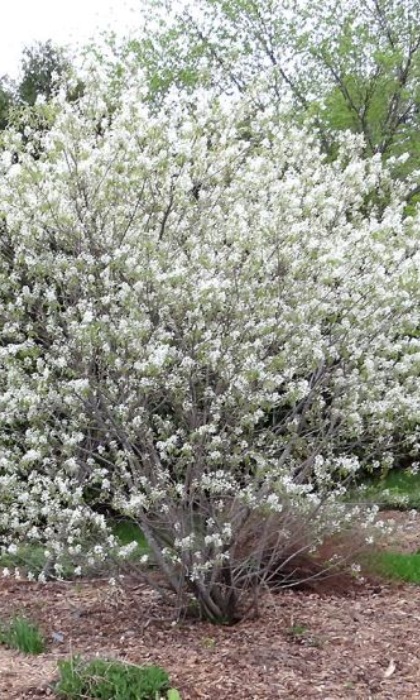 AMELA ALN REGENT SERVICEBERRY #5