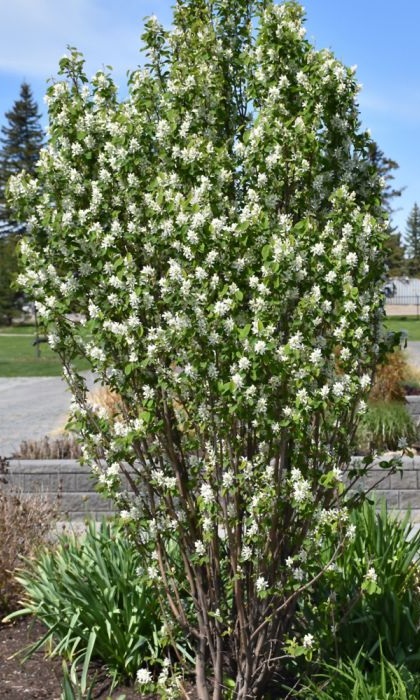 AMELA ALN STANDING OVATION #5 FE