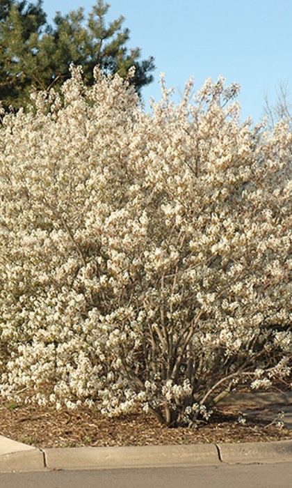 AMELA CANADENSIS SHADBLOW #5