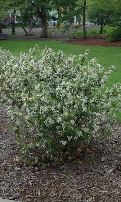 ARONIA MEL GLOSSY BLACK #2