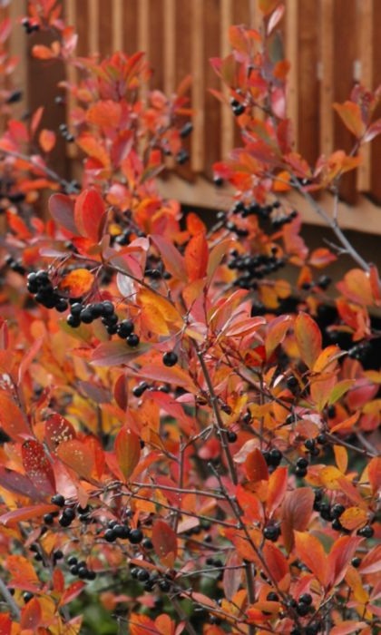ARONIA MEL AUTUMN MAGIC #2