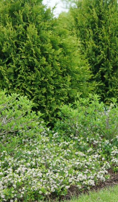 ARONIA MEL GROUND HUG #5 PW