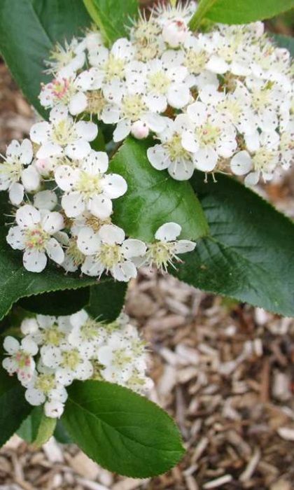 ARONIA MEL VIKING #5