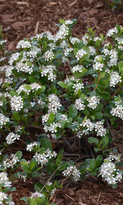 ARONIA LOWSCAPE MOUND #5 PW