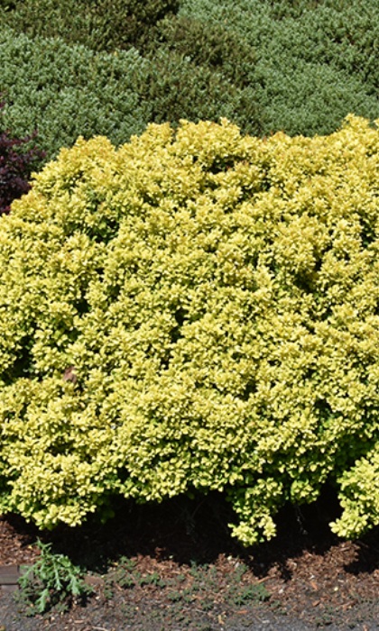 BERBE THU GOLDEN NUGGET #2