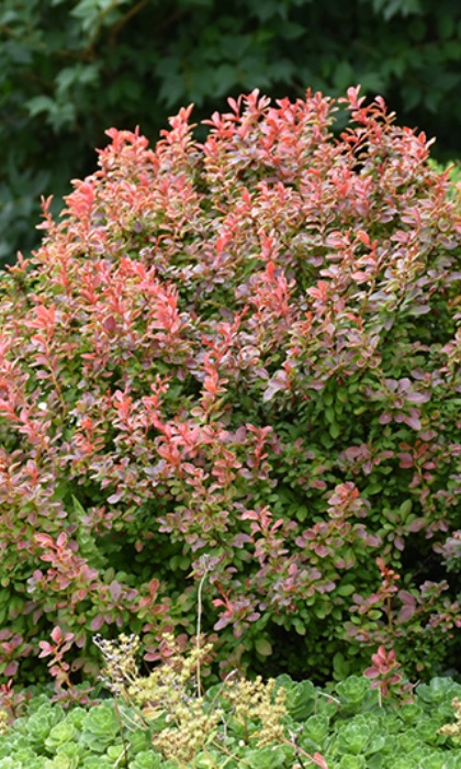 BERBE THU ADMIRATION #2