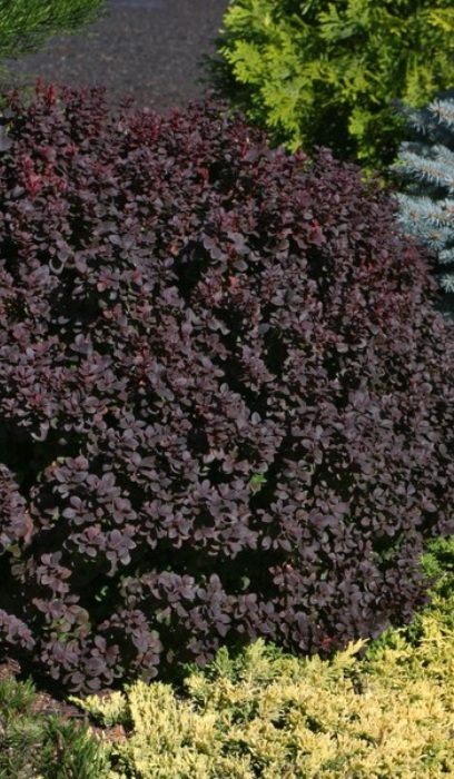 BERBE CONCORDE BARBERRY #2