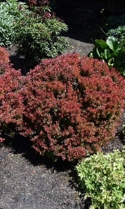 BERBE THU GOLDEN RUBY #2