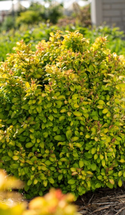 BERBE THU LIMONCELLO #2 FE