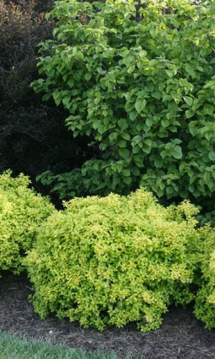 BERBE THU SUNJOY CITRUS #2 PW