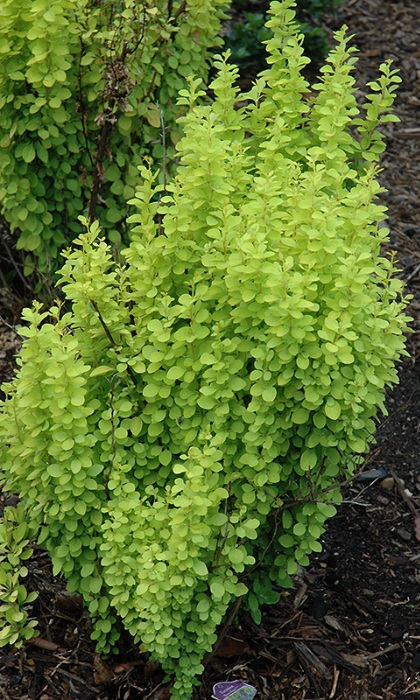 BERBE THU SUNJOY GOLD PILLAR#3PW