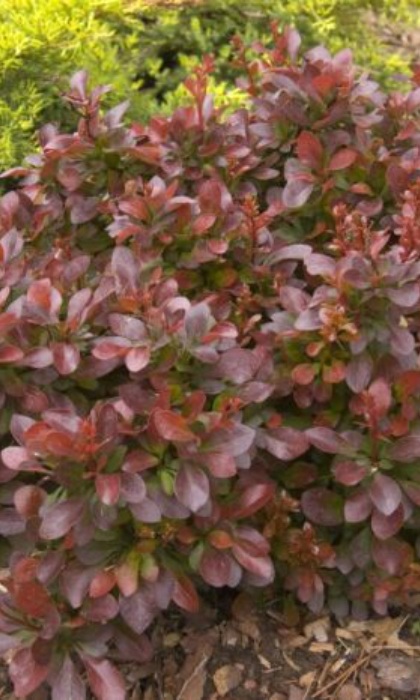 BERBE THU CABERNET #2 FE