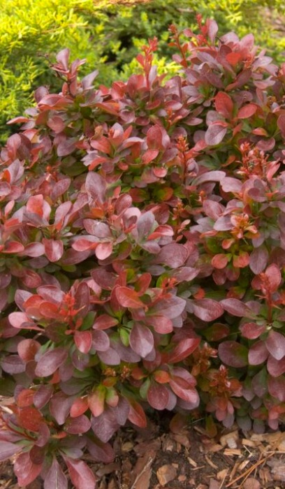 BERBE THU CRIMSON PYGMY #2