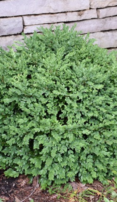 BUXUS CHICAGOLAND GREEN #5