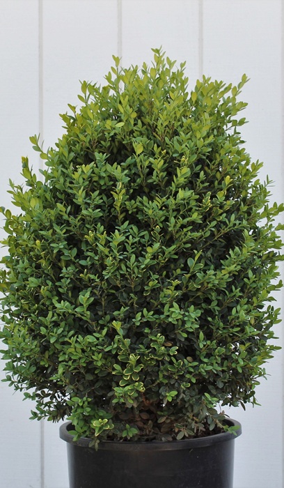 BUXUS GREEN MOUNTAIN BOXWOOD #5