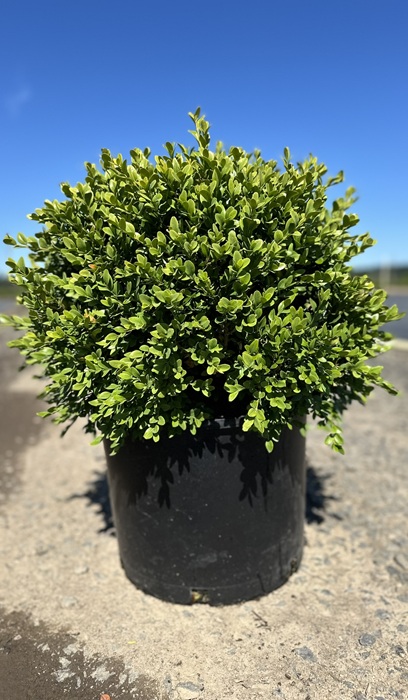 BUXUS GREEN VELVET BOXWOOD #2
