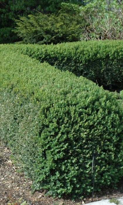 BUXUS NORTHERN CHARM BOXWOOD#7