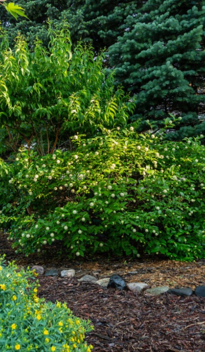 CEPHA OCC FIBER OPTICS #5 FE