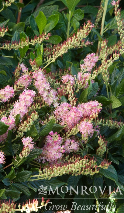 CLETHRA ALN RUBY SPICE #5