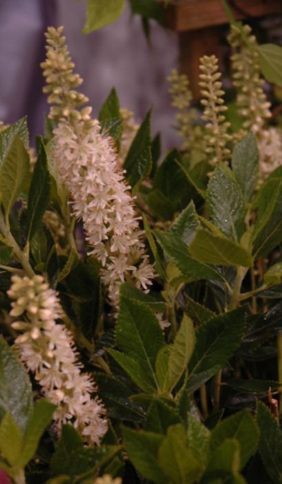 CLETHRA ALN SIXTEEN CANDLES #2