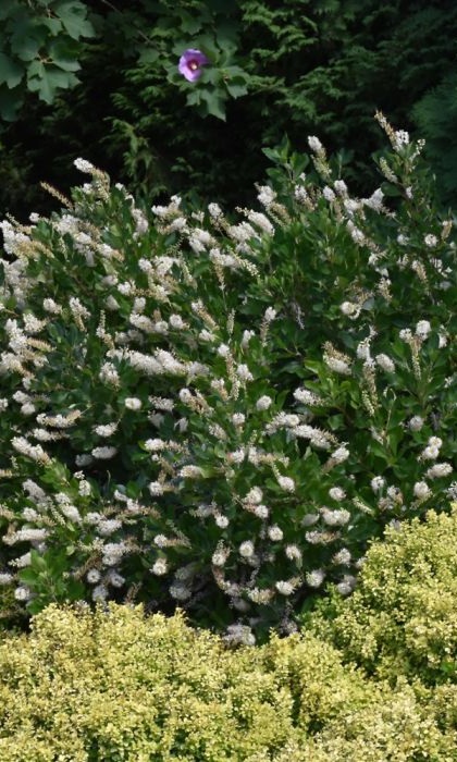 CLETHRA ALN VANILLA SPICE #2 PW