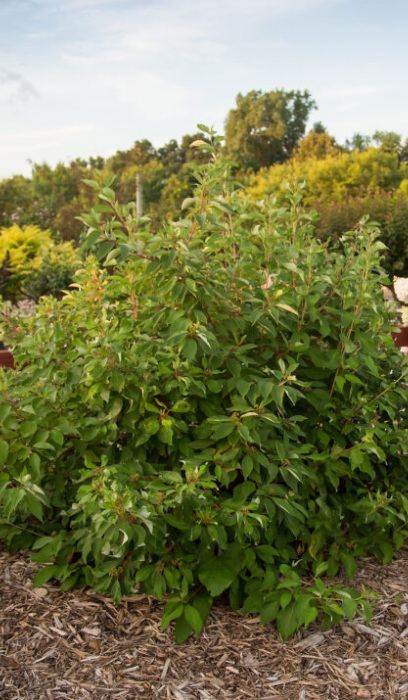 CORNUS ALBA MINBAT #5