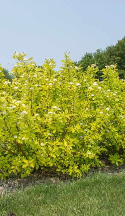 CORNUS ALB NEON BURST #5 FE