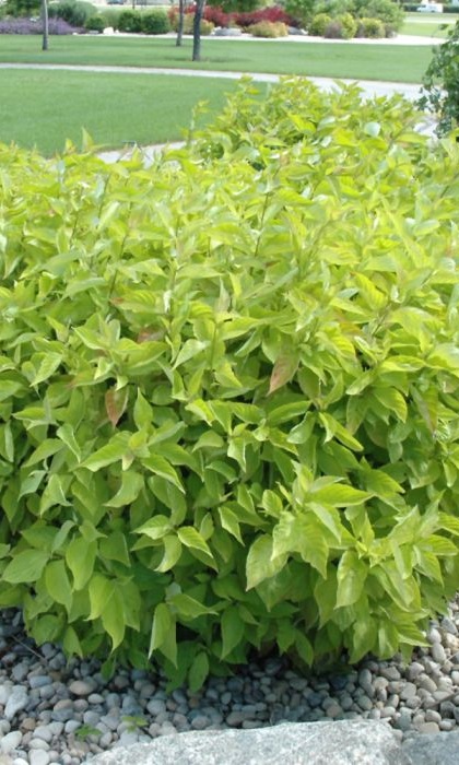 CORNUS A PRAIRIE FIRE DOGWOOD #5