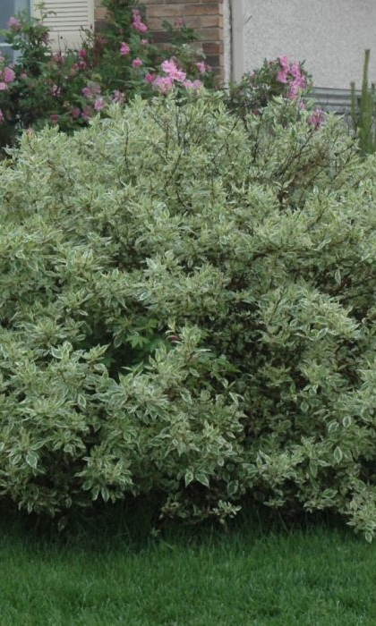 CORNUS IVORY HALO DOGWOOD #5