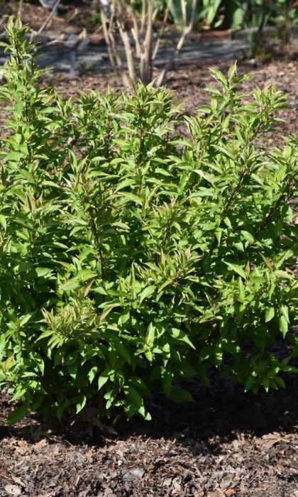 CORNUS RED GNOME DOGWOOD #2