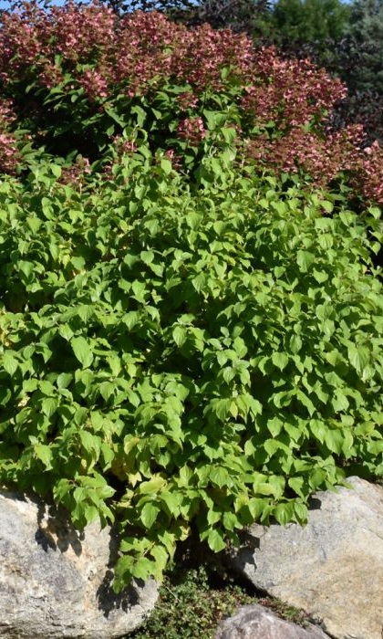 CORNUS ALB BUD'S YELLOW #5