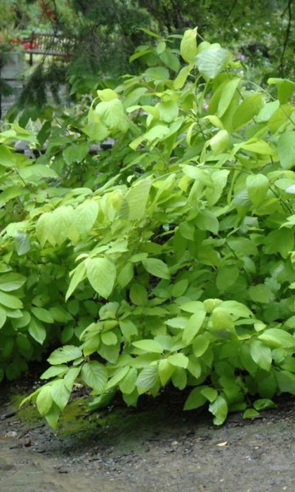 CORNUS HES GARDEN GLOW #5