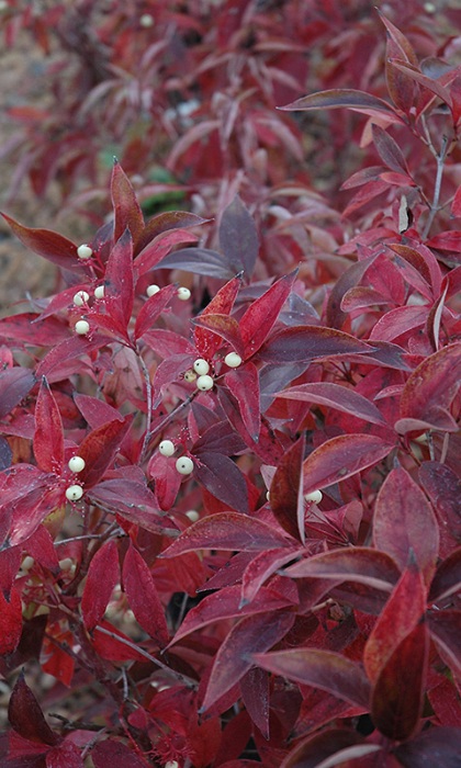 CORNUS RAC MUSKINGUM #5