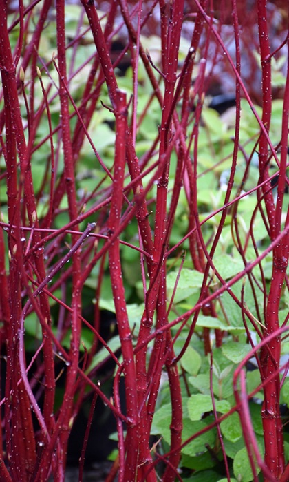 CORNUS REDTWIG DOGWOOD #7
