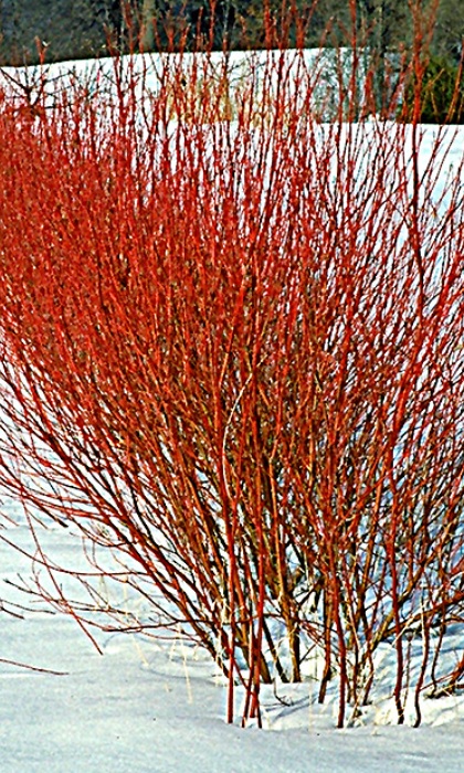 CORNUS CARDINAL DOGWOOD #5
